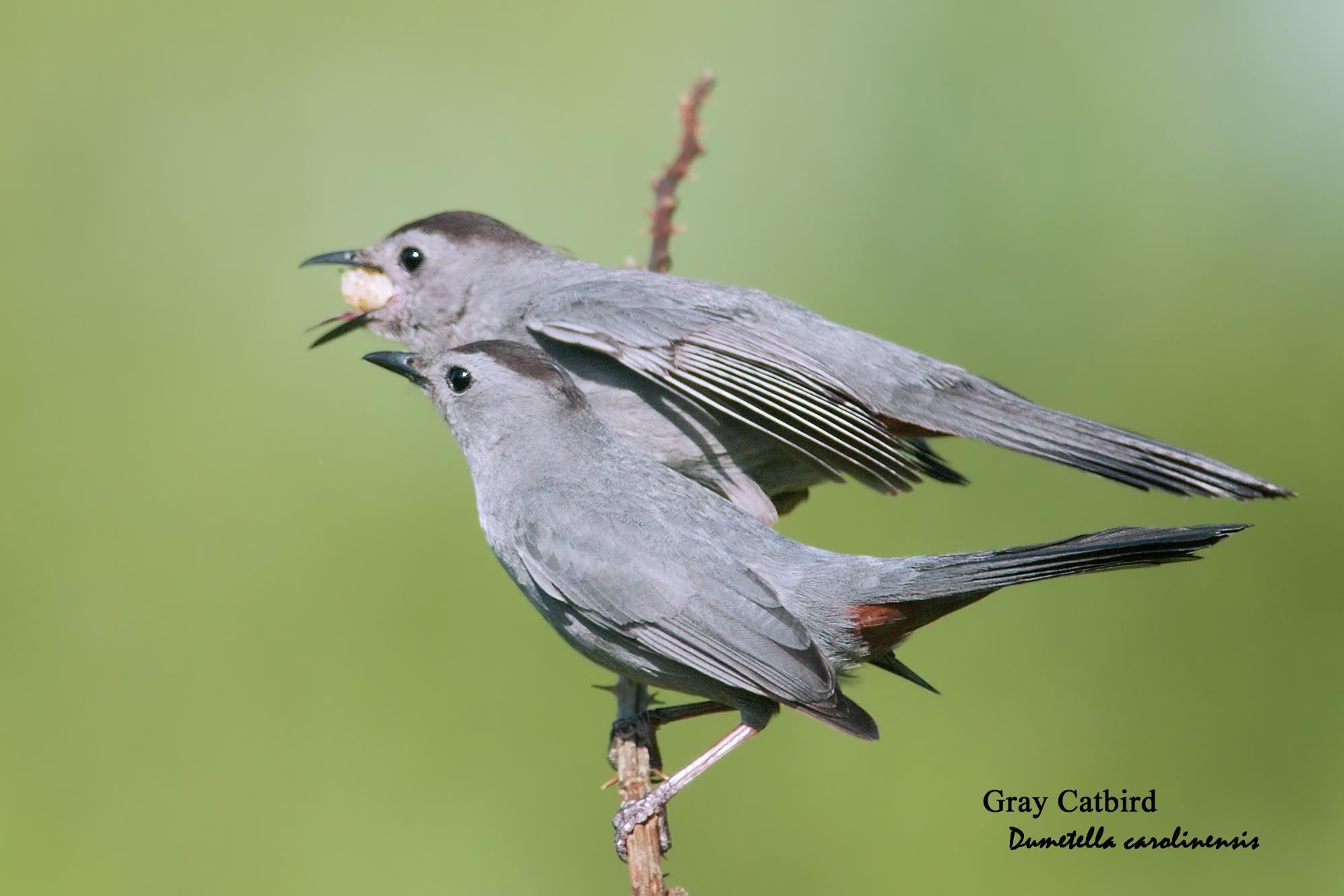 Gray Catbird - 1